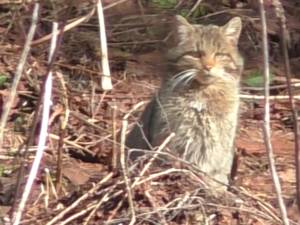 Pisica salbatică din Parcul Național Călimani