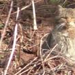 Pisică sălbatică, surprinsă în timp ce se bucura de căldura soarelui, într-o filmare în ...