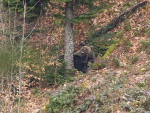 Efectivele de urs din Suceava vor fi estimate de APM, pe parcursul a o lună și jumătate