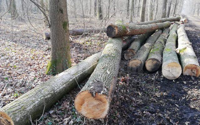 Arbori tăiați (foto generic)