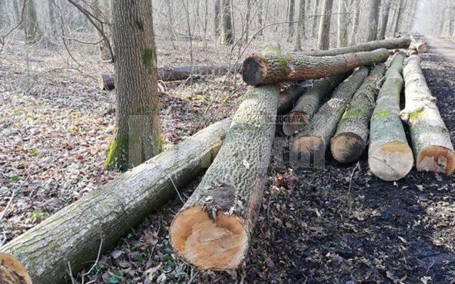 Arbori tăiați (foto generic)