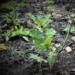 Un sfert de milion de arbori vor fi plantați la baza Dealului Mănăstirii