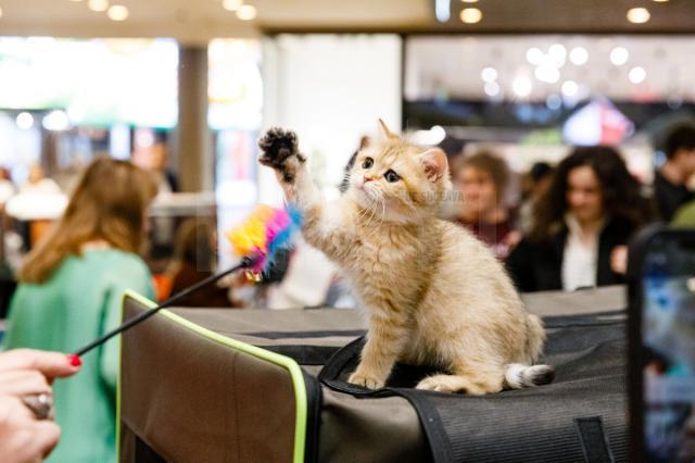 100 de pisici din rase deosebite vor participa în acest weekend, în Iulius Mall Suceava, la WCF International Cat Show