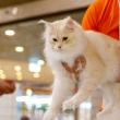 100 de pisici din rase deosebite vor participa în acest weekend, în Iulius Mall Suceava, la WCF International Cat Show