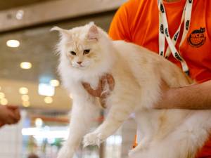 100 de pisici din rase deosebite vor participa în acest weekend, în Iulius Mall Suceava, la WCF International Cat Show