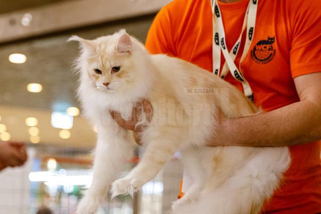 100 de pisici din rase deosebite vor participa în acest weekend, în Iulius Mall Suceava, la WCF International Cat Show