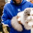 100 de pisici din rase deosebite vor participa în acest weekend, în Iulius Mall Suceava, la WCF International Cat Show