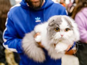 100 de pisici din rase deosebite vor participa în acest weekend, în Iulius Mall Suceava, la WCF International Cat Show