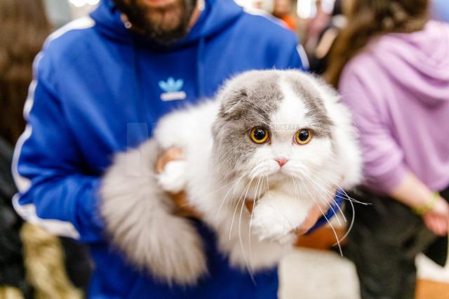 100 de pisici din rase deosebite vor participa în acest weekend, în Iulius Mall Suceava, la WCF International Cat Show