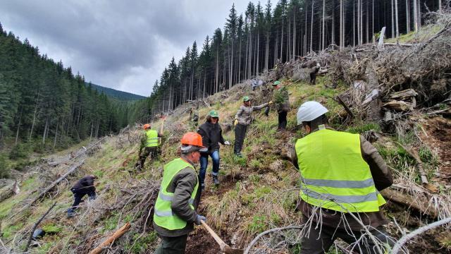 Aproape 1300 de hectare de teren au fost împădurite cu puieți de arbori produși în pepinierele proprii, de către Direcția Silvică Suceava