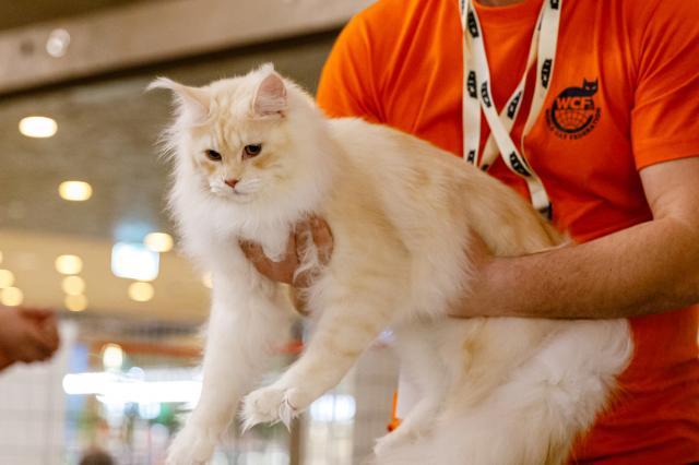 100 de pisici din rase deosebite vor participa în acest weekend, în Iulius Mall Suceava, la WCF International Cat Show