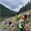 Aproape 1.300 de hectare de teren au fost împădurite cu puieți de arbori produși în pepinierele proprii, de către Direcția Silvică Suceava