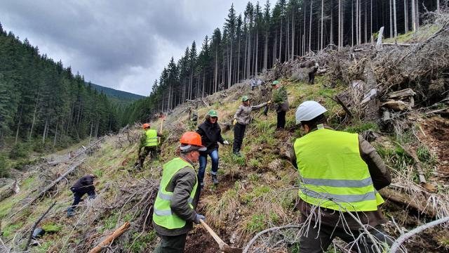 Aproape 1.300 de hectare de teren au fost împădurite cu puieți de arbori produși în pepinierele proprii, de către Direcția Silvică Suceava