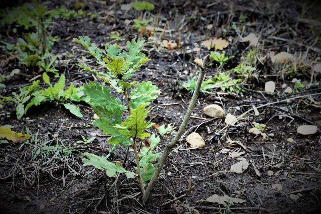 Regenerarea pădurilor reprezintă un proces esențial pentru continuitatea  acestora, în vederea menținerii echilibrului ecologic și a biodiversității