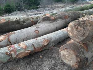 Amenzi și lemn confiscat valoric de la două societăți care au distribuit fictiv lemne între ele, între Volovăț și Putna