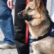 Poliția Suceava caută conductori pentru câini din viitoarele patrule canine