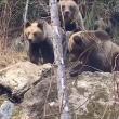 O ursoaică cu trei pui, filmată în pădurile din Suceava, la Broșteni