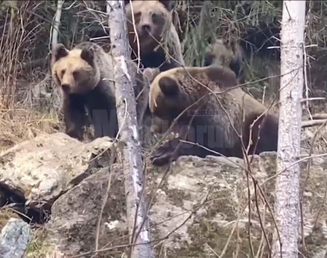O ursoaică cu trei pui, filmată în pădurile din Suceava, la Broșteni