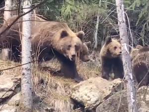 O ursoaică cu trei pui, filmată în pădurile din Suceava, la Broșteni