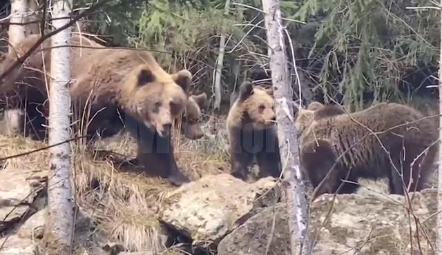 O ursoaică cu trei pui, filmată în pădurile din Suceava, la Broșteni