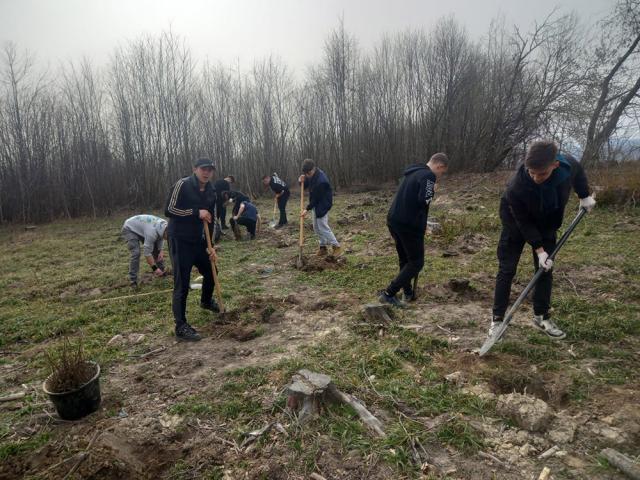 Elevii au plantat arbuști ornamentali în curtea unității școlare și puieți de paltin în apropierea comunei Todirești
