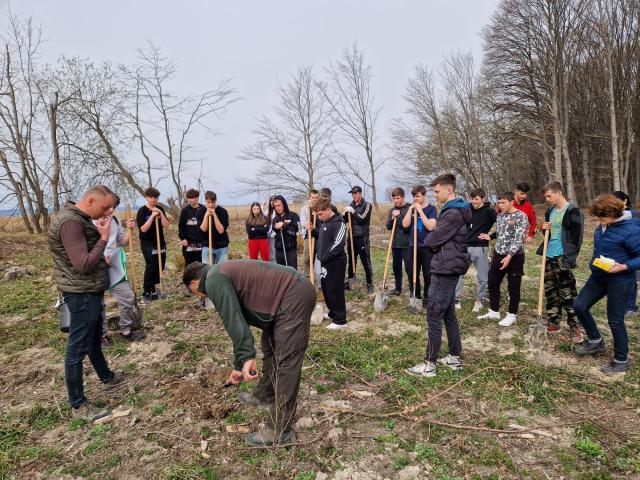 Elevii au plantat arbuști ornamentali în curtea unității școlare și puieți de paltin în apropierea comunei Todirești