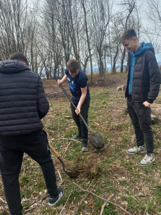 Elevii au plantat arbuști ornamentali în curtea unității școlare și puieți de paltin în apropierea comunei Todirești