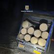 Mașini cu cantități importante de lemn de pe piața neagră, oprite de polițiștii de la ...