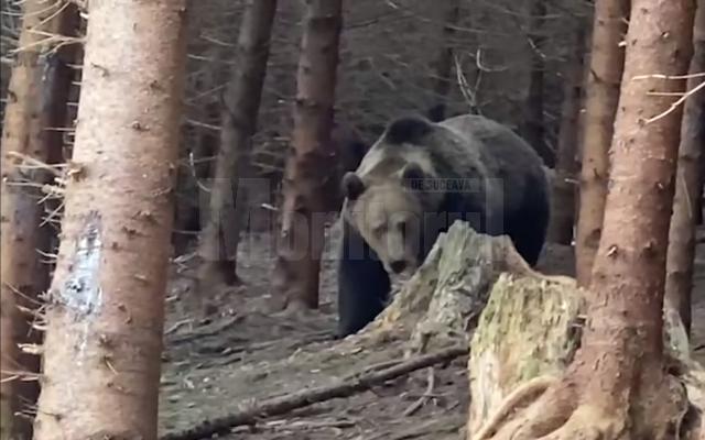 Întâlnire palpitantă cu urs imens, filmată în pădurile din Ocolul Silvic Broșteni