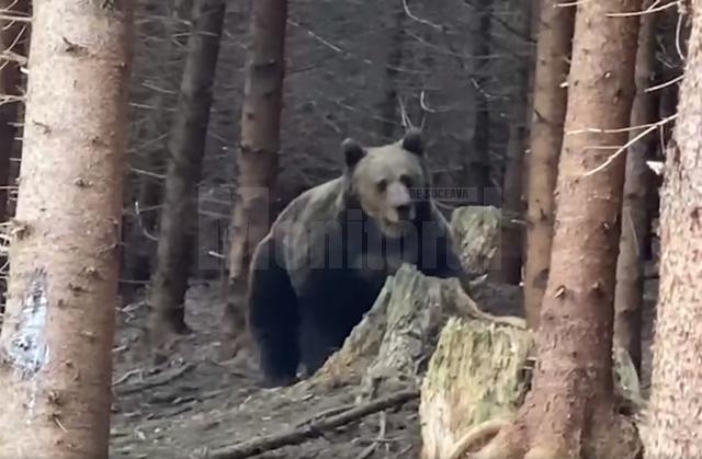 Întâlnire palpitantă cu urs imens, filmată în pădurile din Ocolul Silvic Broșteni