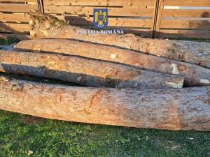 •	Paltinul creț nu se regăsește în lista oficială cu prețul de referință al materialelor lemnoase