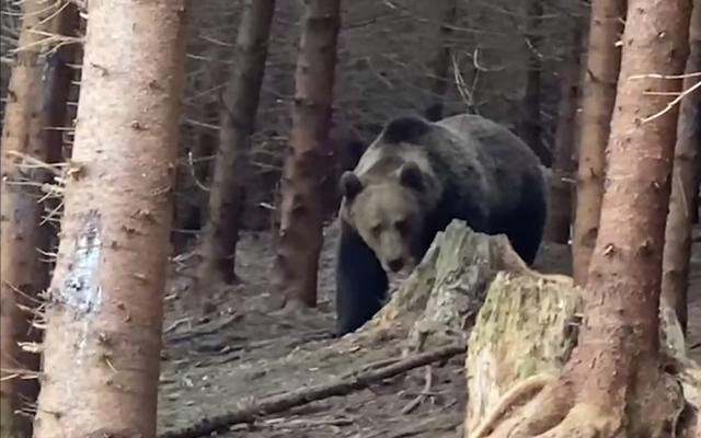 Întâlnire palpitantă cu urs imens, filmată în pădurile din Ocolul Silvic Broșteni