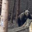 Întâlnire palpitantă cu urs imens, filmată în pădurile din Ocolul Silvic Broșteni