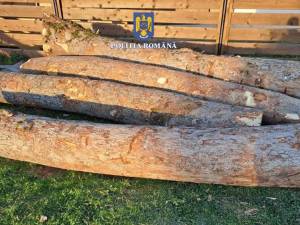Paltinul creț nu se regăsește în lista oficială cu prețul de referință al materialelor lemnoase