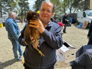 Găini din rasa Araucana, originare din Peru, care fac ouă cu coajă verde și fără colesterorl, cumpărate de Gheorghe Flutur de la târgul organizat la Ferma Ițcani