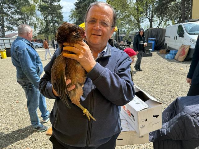 Găini din rasa Araucana, originare din Peru, care fac ouă cu coajă verde și fără colesterol, cumpărate de Gheorghe Flutur de la târgul organizat la Ferma Ițcani