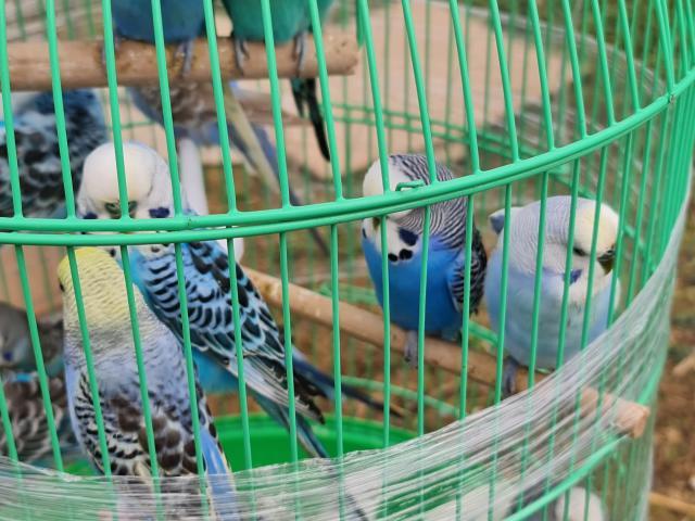 Târgul de păsări și animale de la Ferma Ițcani, bucurii pentru cei mici și cei mari