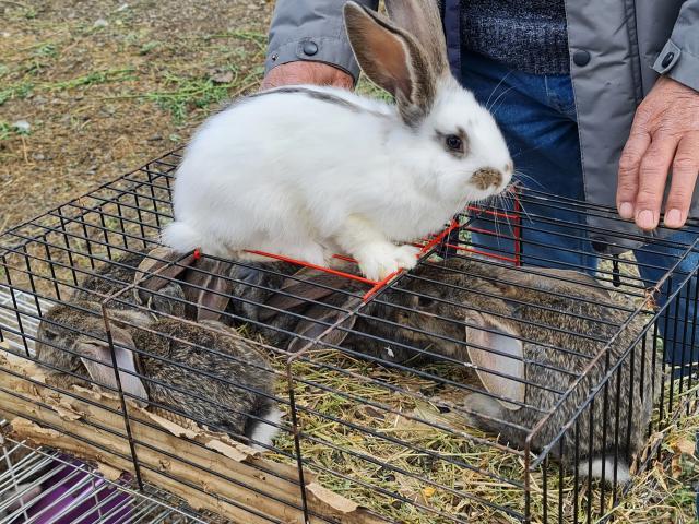 Târgul de păsări și animale de la Ferma Ițcani, bucurii pentru cei mici și cei mari