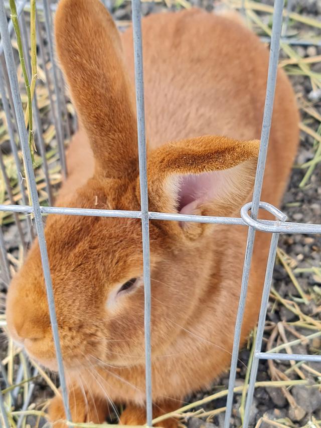 Târgul de păsări și animale de la Ferma Ițcani, bucurii pentru cei mici și cei mari