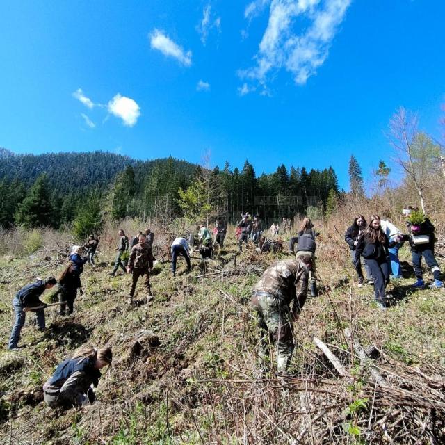 Puieți de molid plantați de elevi ai Colegiului de Industerie Alimentară, la Pojorâta