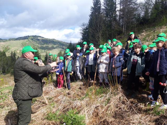 Elevii Școlii „Bogdan Vodă” Rădăuți au plantat puieți de brad, molid și stejar, în „Săptămâna verde”