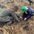 Elevii Școlii „Bogdan Vodă” Rădăuți au plantat puieți de brad, molid și stejar, în „Săptămâna verde”