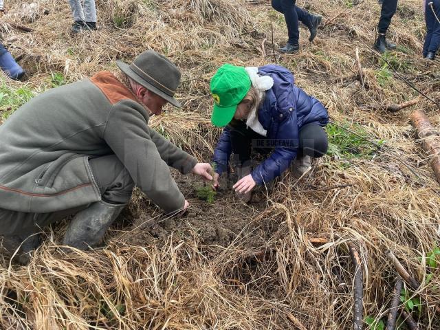 Elevii Școlii „Bogdan Vodă” Rădăuți au plantat puieți de brad, molid și stejar, în „Săptămâna verde”