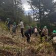 Elevii Școlii „Bogdan Vodă” Rădăuți au plantat puieți de brad, molid și stejar, în „Săptămâna verde”