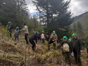 Elevii Școlii „Bogdan Vodă” Rădăuți au plantat puieți de brad, molid și stejar, în „Săptămâna verde”