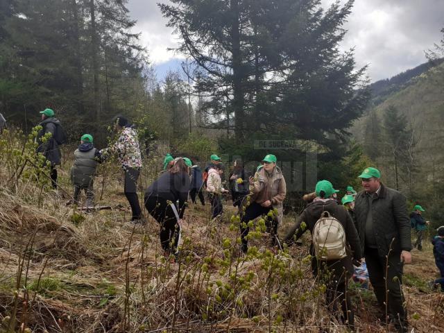 Elevii Școlii „Bogdan Vodă” Rădăuți au plantat puieți de brad, molid și stejar, în „Săptămâna verde”