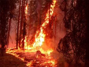 „Foc în pădure”