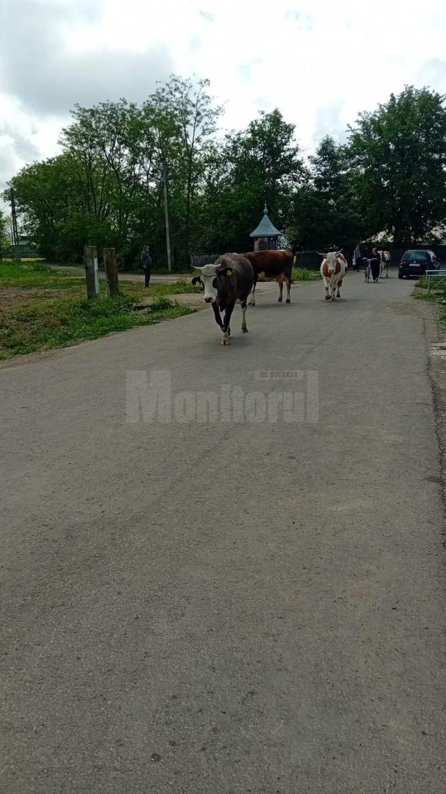 Localnicii din Bănești s-au răsculat după ce vacile acestora au primit interzis pe imașul satului