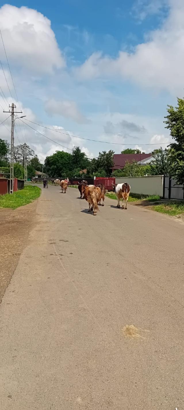 Localnicii din Bănești s-au răsculat după ce vacile acestora au primit interzis pe imașul satului