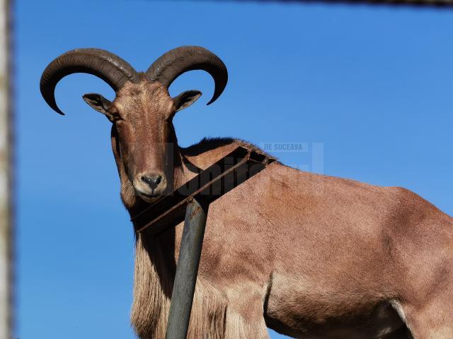 Arca lui Noe, deschisă la Zaharești, cu peste 470 de exemplare de animale și păsări